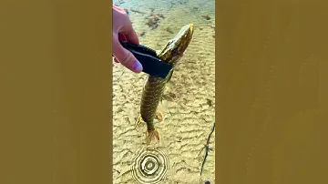 Отпускаем щуку! Микроджиг на Gamakatsu Hana S69FL. #fishing #gamakatsu #рыбалка #nature
