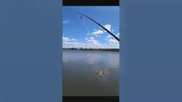 Мормышинг. КРУПНЫЙ КАРАСЬ НА СПИННИНГ. 🔥😱🔥 #рыбалка #карп #fishing #карповая #carpfishing #карась